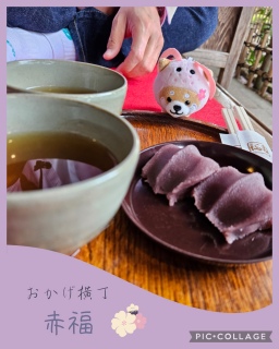 🌸�Ԃ�肿��؂�🐕💕���É�🏯�ɐ�⛩️���H🌊3��4���̏t�̗�����T��㊴